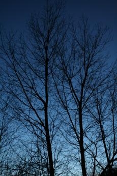 trees against the dusk, March 2008