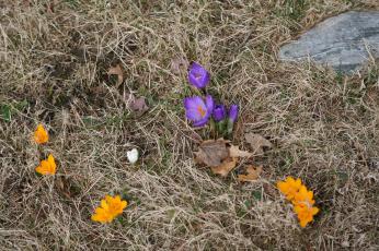 crocuses from March 26, 2008