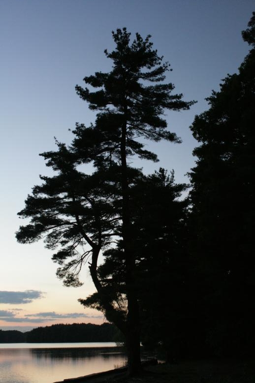 White pine silhouette at sunset, Wayland, MA June 2, 2009.