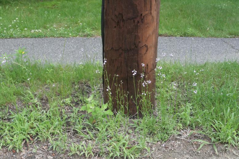 Tiny pink orchids which grow wild in my part of Natick.  These are juxtiposed against a telephone pole