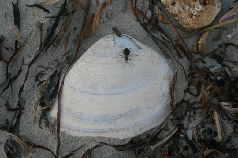 Bug on a clam on the beach being photographed in the late day.