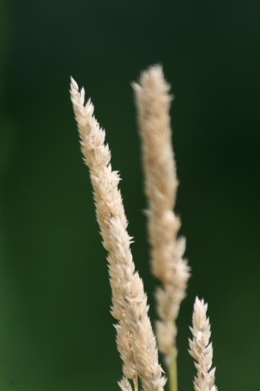 grass blades against a green, Summer, background, July, 2009, somewhere in Massachusetts