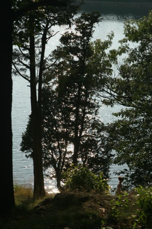 Sunlight reflecting off the water through a arborifollia tree (cedar) at the Chestnut Hill Reservoir, July 29, 2009