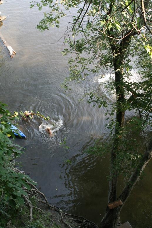 Young adults on a Conneticuit River Rope swing, Aug, 2009, North Hampton, MA at the Railtrail bridge.