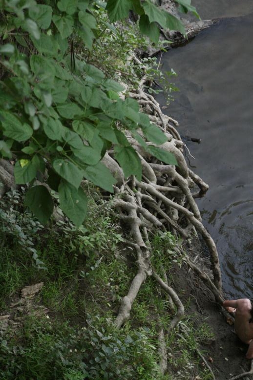 Young adults on a Conneticuit River Rope swing, Aug, 2009, North Hampton, MA at the Railtrail bridge.