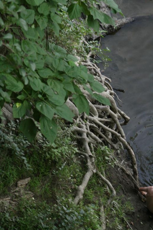 Young adults on a Conneticuit River Rope swing, Aug, 2009, North Hampton, MA at the Railtrail bridge.