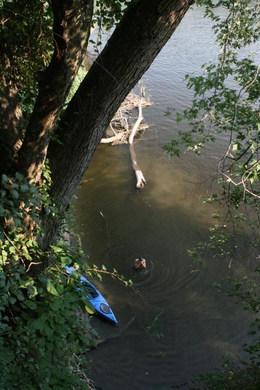 Young adults on a Conneticuit River Rope swing, Aug, 2009, North Hampton, MA at the Railtrail bridge.