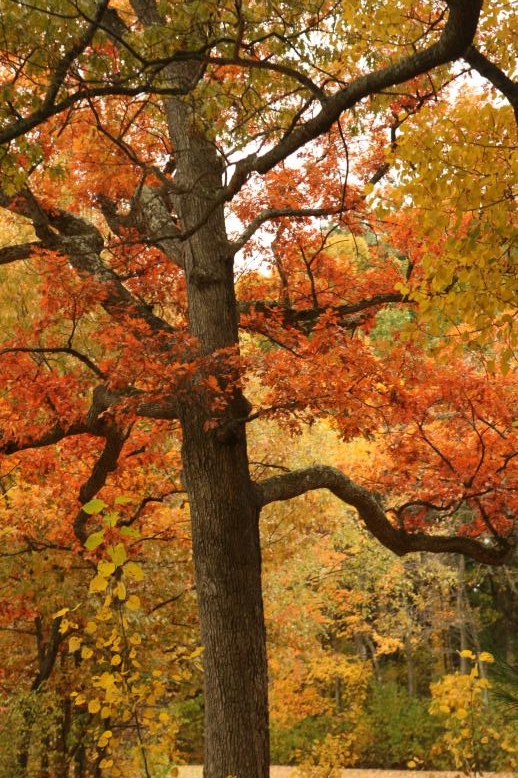 Oak Tree in full color.  It doesn't get better than this.  Real color, unenhanced photo.  Framingham, MA