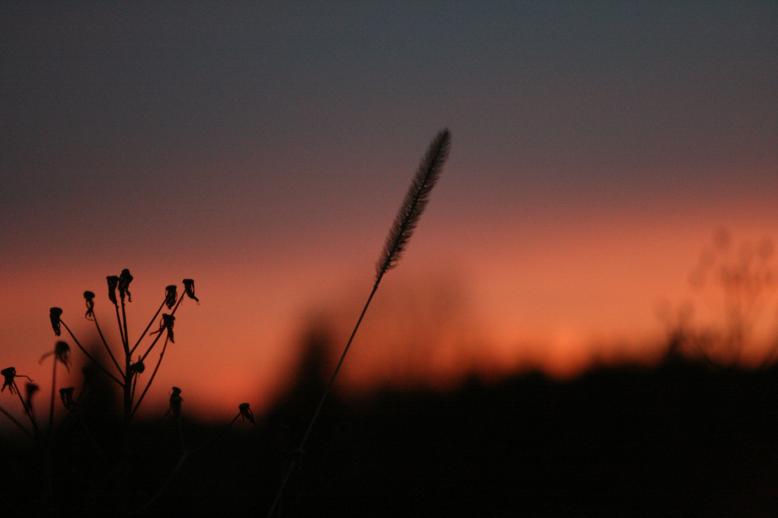 grass blades against an Autumn sunset, Nov, 2009, somewhere in Massachusetts