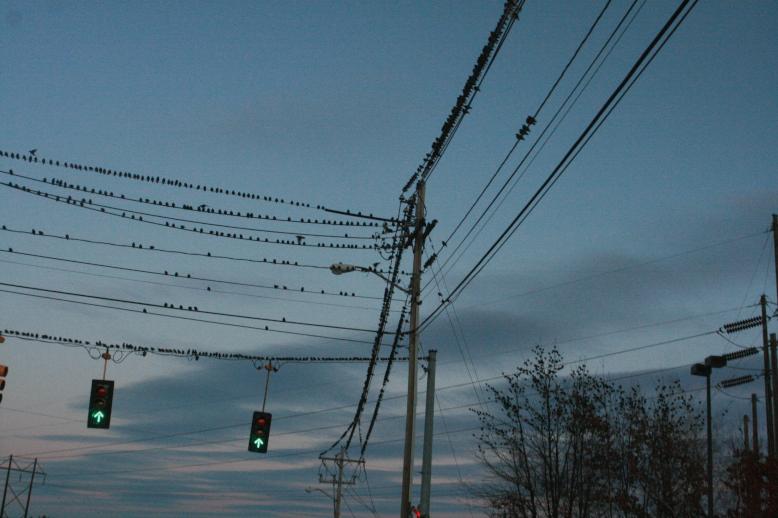 Flock of birds perching on every surface.  Route 30, near the Mass Pike on-ramp. Wayland, MA , Jan 2009.