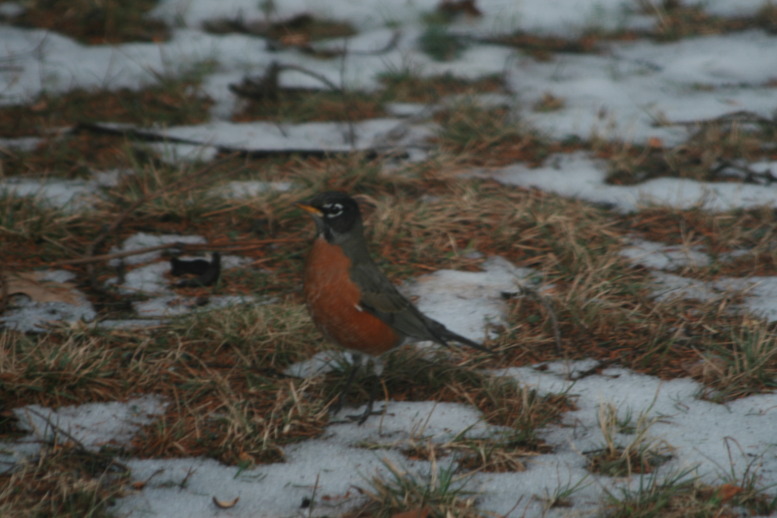 Winter Robin in the backyard. Natick, MA , Jan 2009.