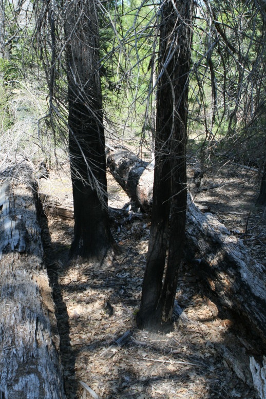 Burned Trees in Yosemite, May, 2010. Copyright 2010