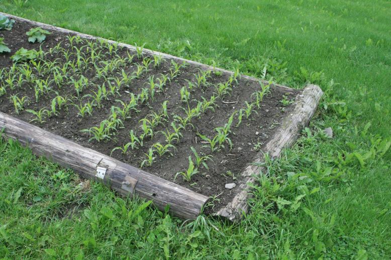 Corn, early June, felled by the storm.