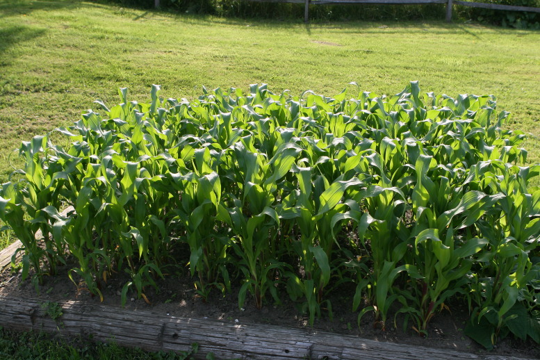 Corn, victum of the storm.