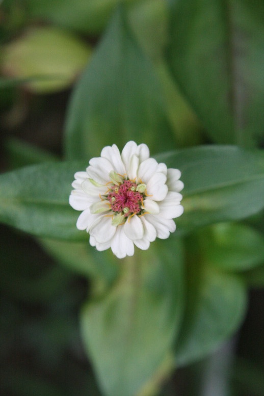 A White Zinnia.