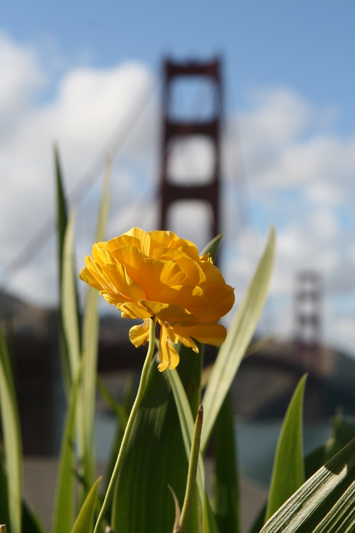 Bug on a Flower, SF California, May 15, 2011. © 2011, APC APC